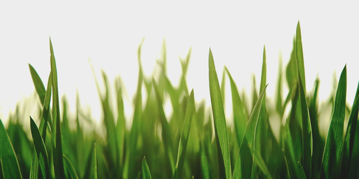 Tips to Know for Mowing Your Grass During the Summertime