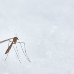 Urgent Care Tips Control Mosquitoes, Improve Comfort