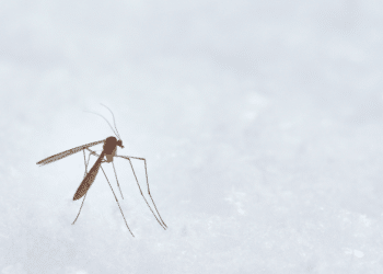 Urgent Care Tips Control Mosquitoes, Improve Comfort