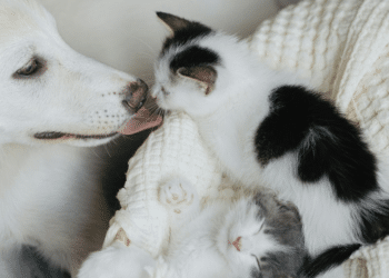 Why Cats and Dogs Don't Always See Eye to Eye