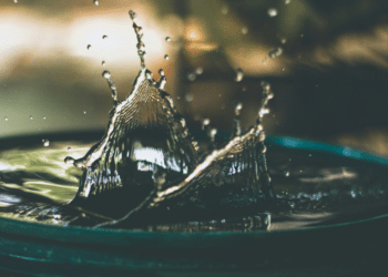 Gardening Tips for Arid Climates Thrive in the Heat