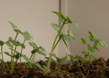 Indoor Gardening Techniques to Maximize Your Space