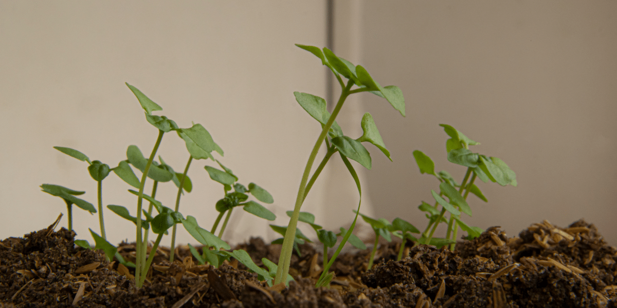 Indoor Gardening Techniques to Maximize Your Space