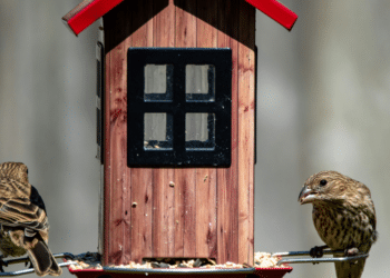 Setting Up the Perfect Aviary A Backyard Bird Paradise