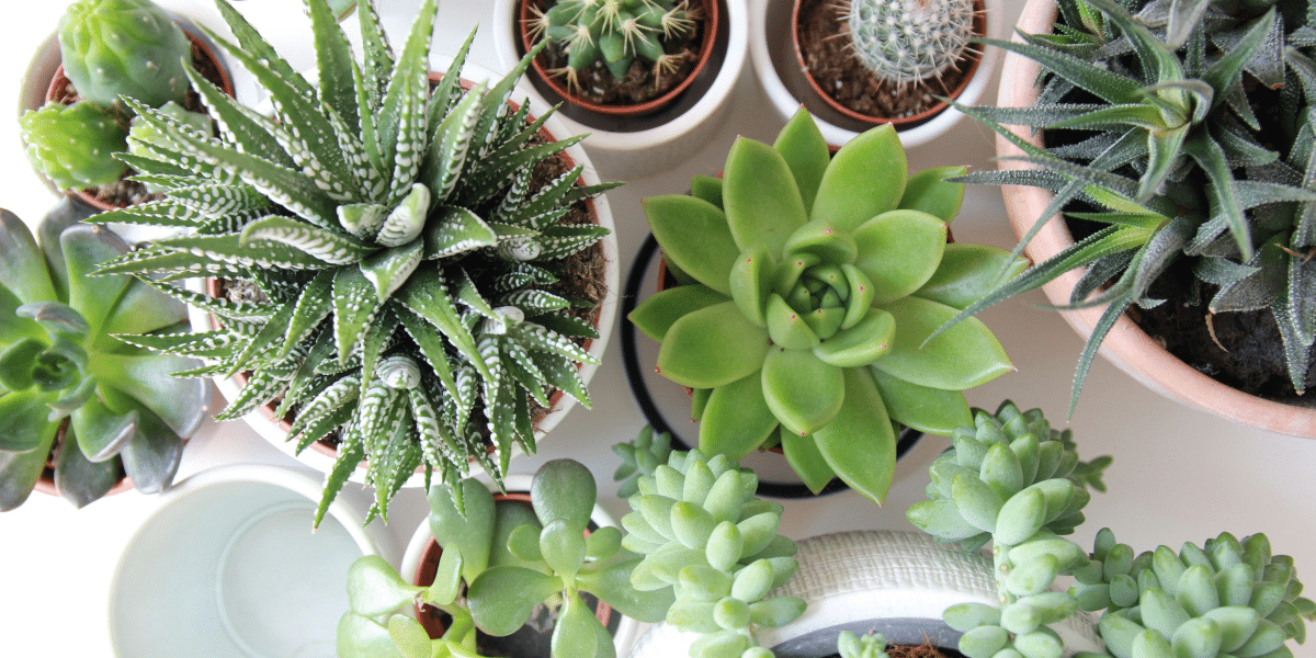 Ultimate Guide to Gifting Succulents for Any Occasion