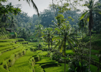 Unveiling Bali Dreams with Golden Pearl Real Estate