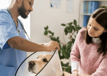 Vet Tips for Handling Common Pet Health Issues