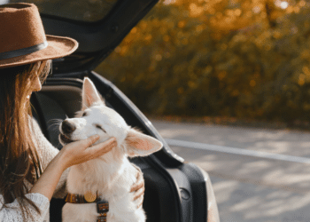 A Pawsome Adventure Ultimate Guide to Traveling with Dogs