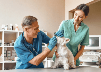 Annual Health Tests for Dogs What You Need to Know