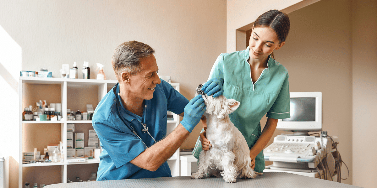 Annual Health Tests for Dogs What You Need to Know