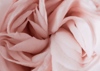 “De-Best Feminine Products” Leading the Charge in Sustainable Personal Care