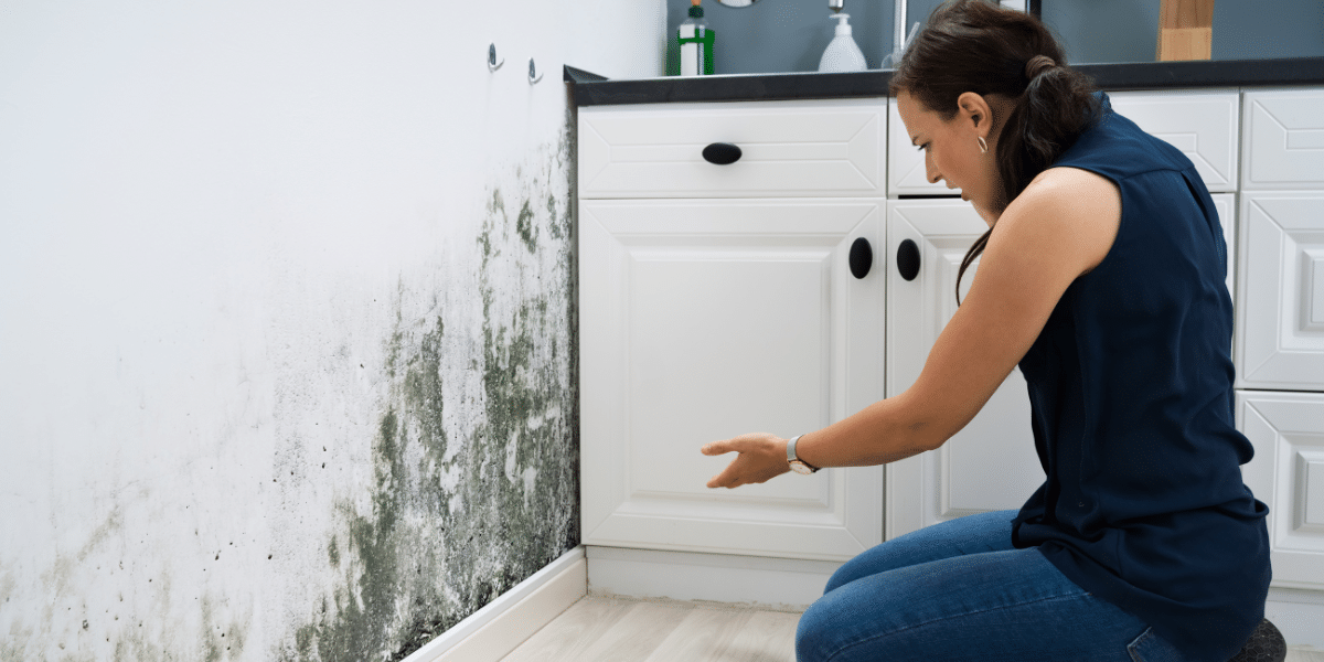Effective Mold Removal in Brooklyn, New York