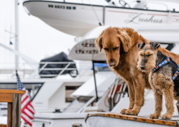 Embark on a Pawsome Adventure The Ultimate Guide to Traveling with Dogs