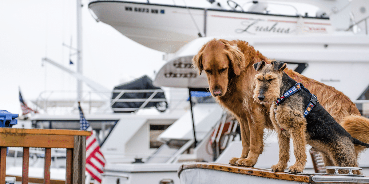 Embark on a Pawsome Adventure The Ultimate Guide to Traveling with Dogs
