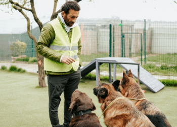 Ensuring Safety with Dog Kennel & Cattery Insurance
