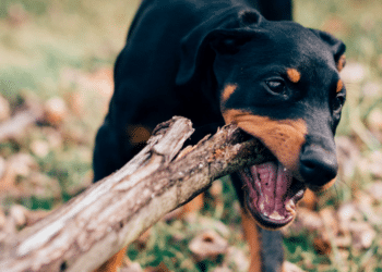 How Neurotmesis Affects Victims of Dog Bites