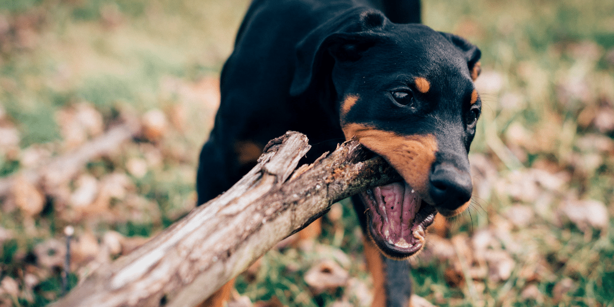 How Neurotmesis Affects Victims of Dog Bites