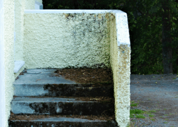 How to Tell If You Need a Mold Inspection