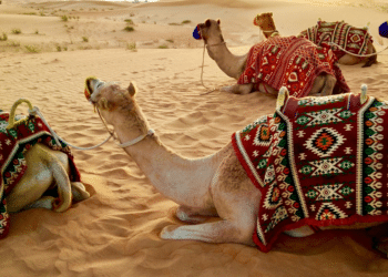 The Excitement of Desert Safari and VIP Desert Safari Dubai