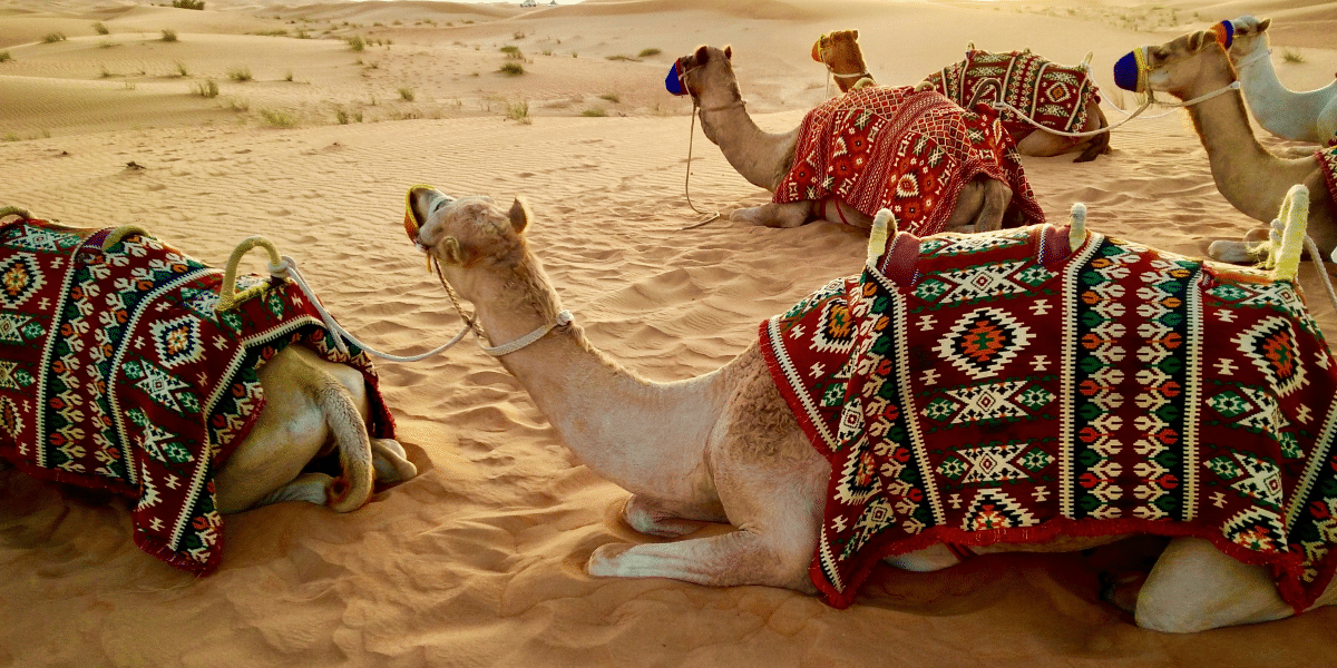 The Excitement of Desert Safari and VIP Desert Safari Dubai