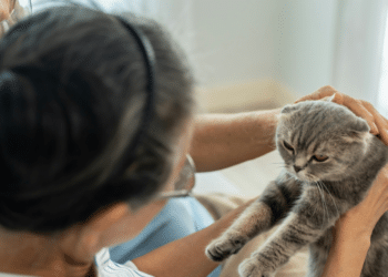 The Surprising Benefits of Therapy Cats for Mental Health Patients