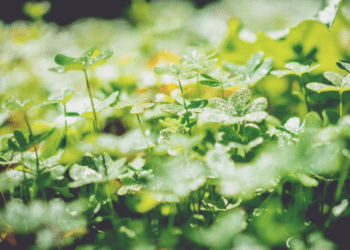 Vikki Gerrard: Guide to Starting Local Environmental Project