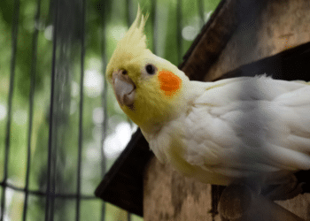 A Day in the Life The Power of Routine in Cockatiel Care