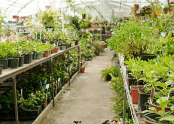 How The Lost Book of Herbal Remedies Changed My Health