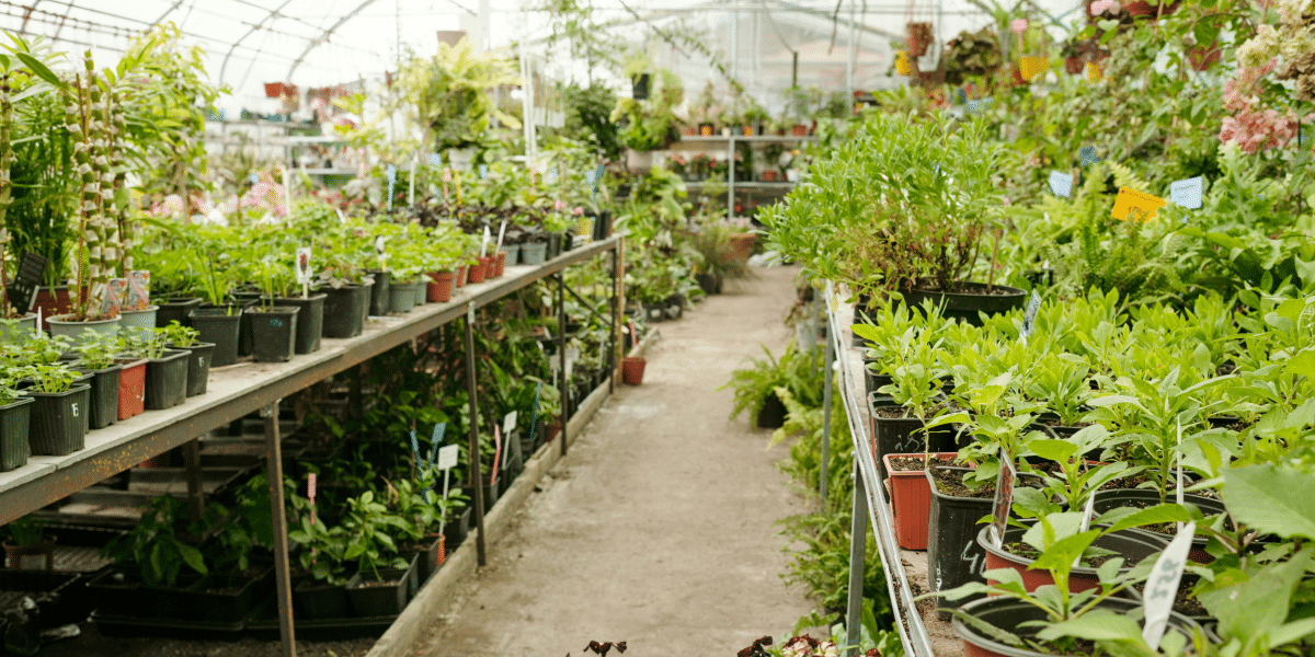 How The Lost Book of Herbal Remedies Changed My Health