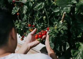 How to Choose the Right Tomatoes for Your Garden