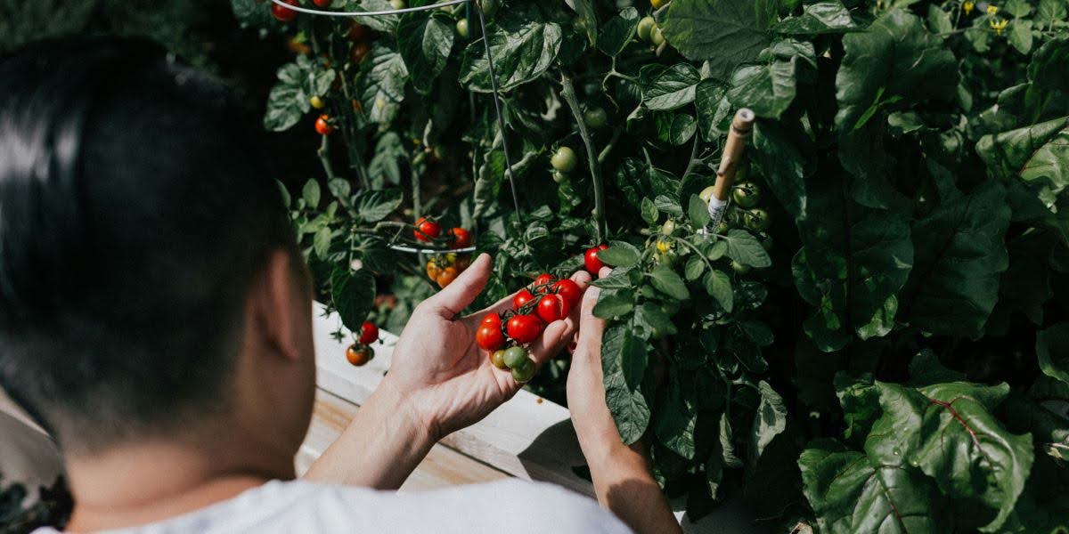 How to Choose the Right Tomatoes for Your Garden