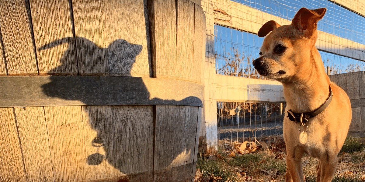 Puppared Revolutionizing Pet Care with Love and Innovation