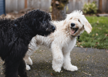 Reputable and Responsible Goldendoodle Breeder in New Jersey