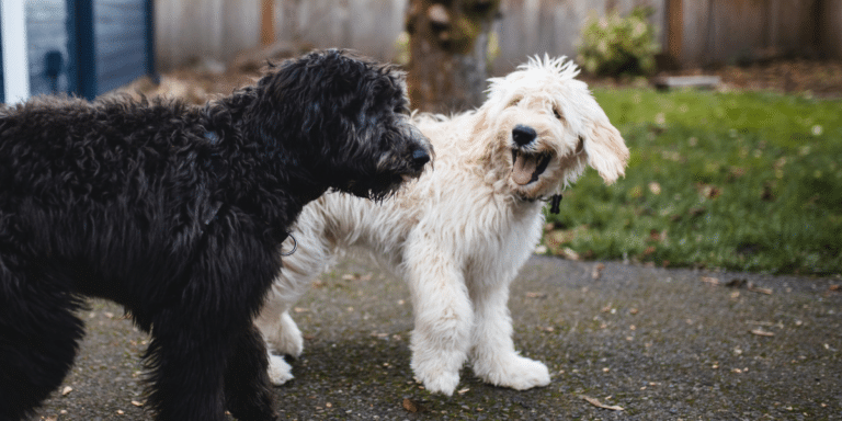 Reputable and Responsible Goldendoodle Breeder in New Jersey