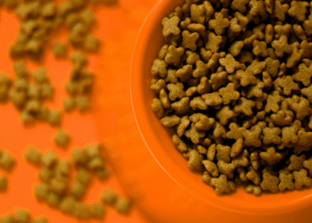 Why Fresh Dog Food is a Healthy Choice for Your Furry Friend