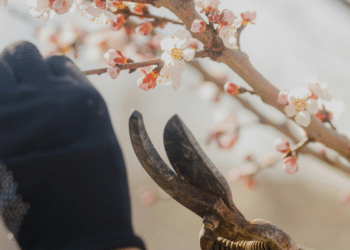 Why Timing Matters for Optimal Tree Health and Growth