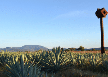 World Class Spirits: The Art of Black Sheep Tequila