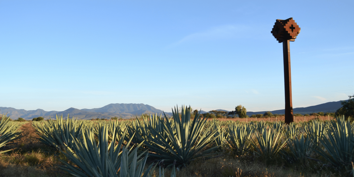 World Class Spirits: The Art of Black Sheep Tequila