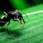 Ant Pest Control in Dubai- Keep Your Space Ant-Free