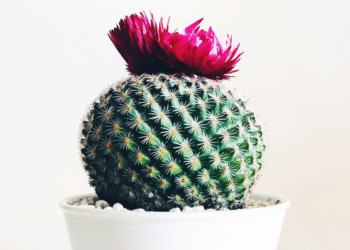 How To Care For Cactus Plants Navigating Seasonal Changes