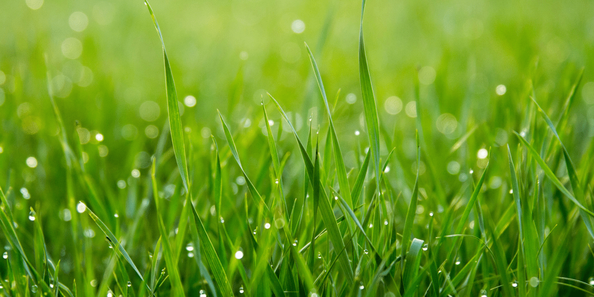 How to Choose Drought-Resistant Grass for Your Region