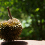 How to Identify Authentic Musang King Durian