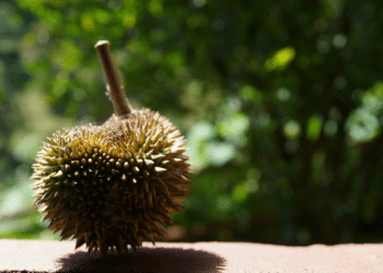 How to Identify Authentic Musang King Durian