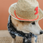 Latest Fashion Trends for Dogs