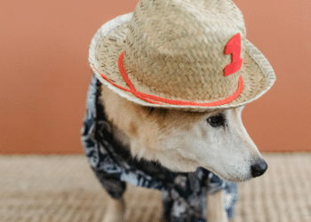 Latest Fashion Trends for Dogs