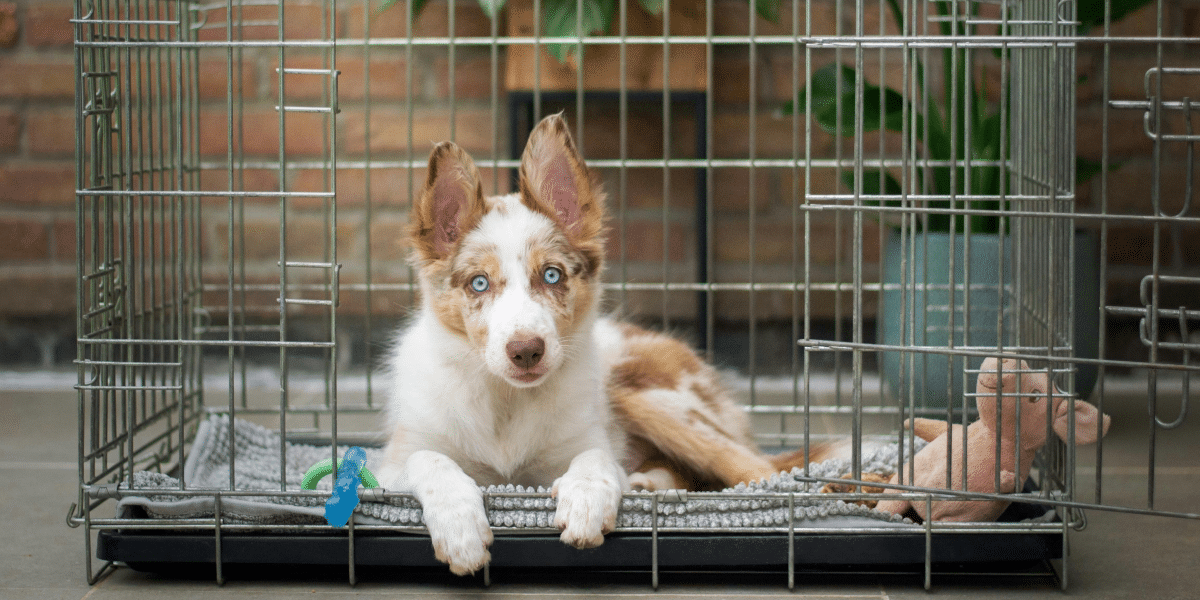 Paw Comfort AU’s Guide to Buying Dog Crates and Cages Online