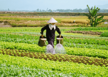 Scaling Up Small-Scale Agriculture Enterprises for Success