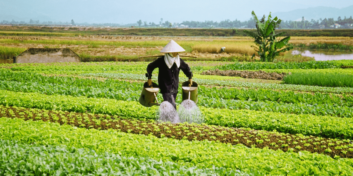 Scaling Up Small-Scale Agriculture Enterprises for Success