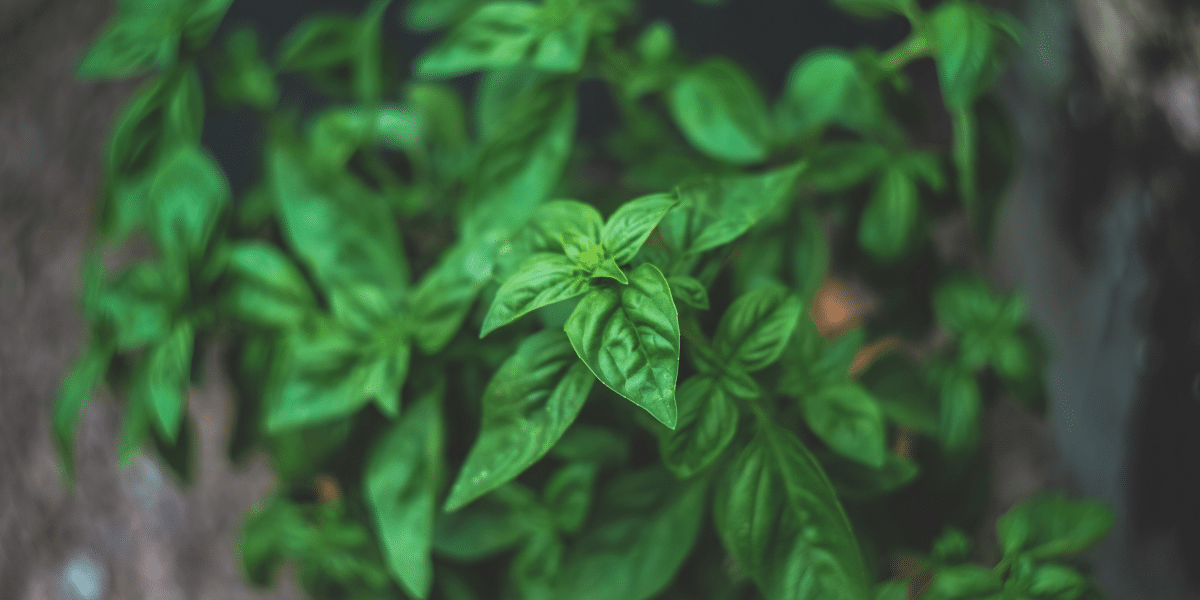 The Benefits of Adaptogens in Plant-Based Nutrition