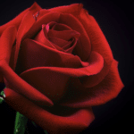 The Million Roses 5 Reasons Roses Are a Powerful Type of Flower for Gift-Giving